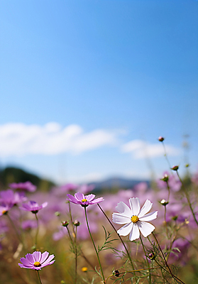 JPG 편집이미지 풍경 초원 사람없음 야외 아웃포커스 가을 디지털합성 코스모스 편집소스 편집실사 AI포토 AI콘텐츠 계절 꽃 촬영기법 CG 파일형식