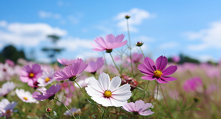 JPG 편집이미지 풍경 초원 사람없음 야외 아웃포커스 가을 디지털합성 코스모스 편집소스 편집실사 AI포토 AI콘텐츠 계절 꽃 촬영기법 CG 파일형식
