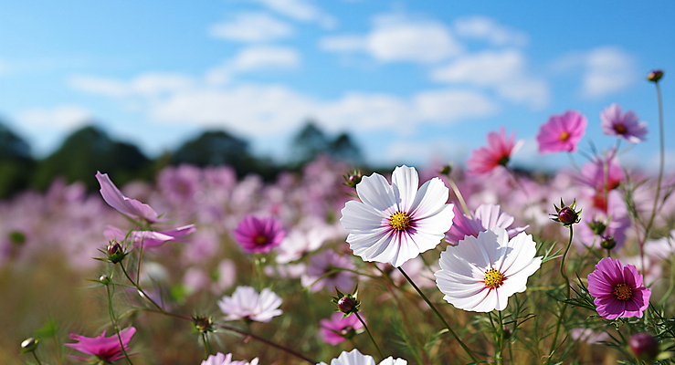 JPG 편집이미지 풍경 초원 사람없음 야외 아웃포커스 가을 디지털합성 코스모스 편집소스 편집실사 AI포토 AI콘텐츠 계절 꽃 촬영기법 CG 파일형식