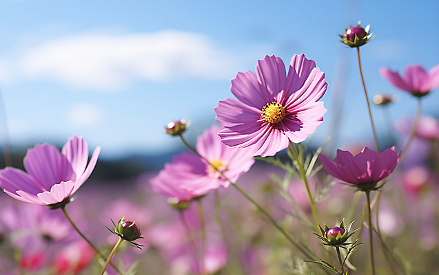 JPG 편집이미지 풍경 초원 사람없음 야외 아웃포커스 가을 디지털합성 코스모스 편집소스 편집실사 AI포토 AI콘텐츠 계절 꽃 촬영기법 CG 파일형식