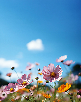 JPG 편집이미지 풍경 초원 사람없음 야외 아웃포커스 가을 디지털합성 코스모스 편집소스 편집실사 AI포토 AI콘텐츠 계절 꽃 촬영기법 CG 파일형식