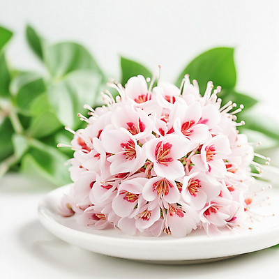 JPG 편집이미지 접시 꽃 잎 사람없음 아웃포커스 여름 봄 디지털합성 제라늄 편집실사 AI포토 AI콘텐츠 식물 식기 계절 촬영기법 CG 파일형식