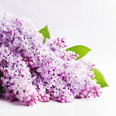 JPG 편집이미지 꽃 잎 사람없음 여름 보라색 봄 디지털합성 라일락 편집실사 AI포토 AI콘텐츠 식물 계절 컬러 CG 파일형식