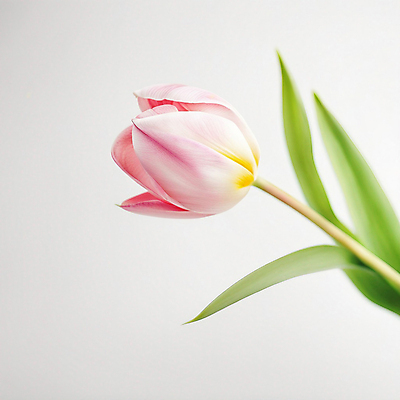 JPG 편집이미지 꽃 잎 사람없음 봄 튤립 디지털합성 편집실사 AI포토 AI콘텐츠 식물 계절 CG 파일형식