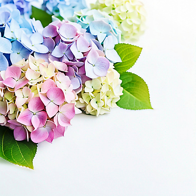 JPG 편집이미지 꽃 잎 사람없음 여름 봄 디지털합성 수국 편집실사 AI포토 AI콘텐츠 식물 계절 CG 파일형식