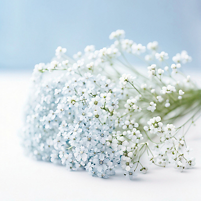 JPG 편집이미지 꽃 꽃다발 사람없음 여름 봄 디지털합성 안개꽃 편집실사 AI포토 AI콘텐츠 식물 계절 CG 한해살이풀 파일형식