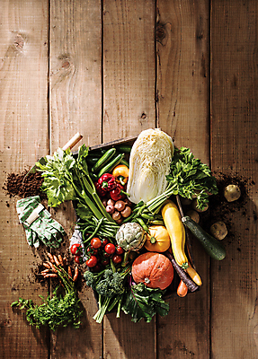 포토 JPG 장갑 채소 식재료 방울토마토 오이 감자 파프리카 사람없음 농작물 하이앵글 당근 삽 양배추 애호박 거름 나무배경 국내포토 잡화 뷰포인트 백그라운드 농업 토마토 호박 뿌리채소 파일형식