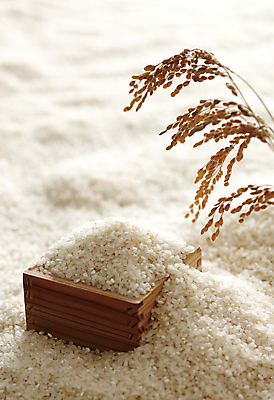 포토 JPG 식재료 사람없음 농작물 수확 벼 쌀 가득함 담기 벼이삭 되 나무그릇 국내포토 그릇 농업 모션 곡류 목재 이삭 파일형식