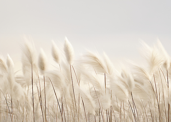 JPG 편집이미지 자연 풍경 사람없음 가을 흰색 팜파스그라스 편집실사 AI포토 AI콘텐츠 식물 계절 컬러 CG 생태계 파일형식