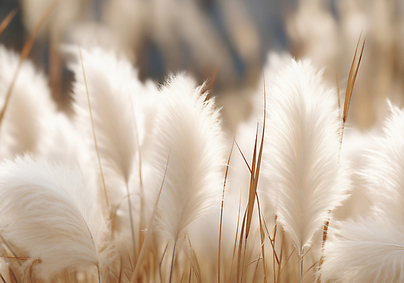 JPG 편집이미지 자연 풍경 사람없음 가을 흰색 팜파스그라스 편집실사 AI포토 AI콘텐츠 식물 계절 컬러 CG 생태계 파일형식