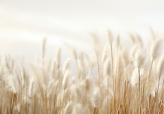 JPG 편집이미지 자연 풍경 사람없음 가을 베이지색 팜파스그라스 편집실사 AI포토 AI콘텐츠 식물 계절 컬러 CG 생태계 파일형식