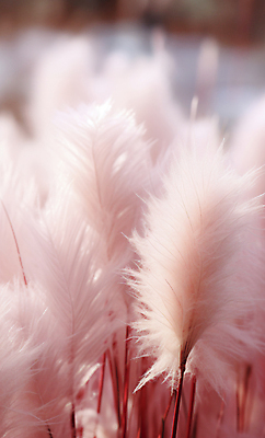 JPG 편집이미지 분홍색 자연 풍경 근접촬영 사람없음 가을 팜파스그라스 편집실사 AI포토 AI콘텐츠 식물 계절 뷰포인트 컬러 CG 생태계 파일형식