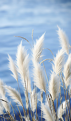 JPG 편집이미지 자연 풍경 사람없음 파란색 가을 팜파스그라스 편집실사 AI포토 AI콘텐츠 식물 계절 컬러 CG 생태계 파일형식