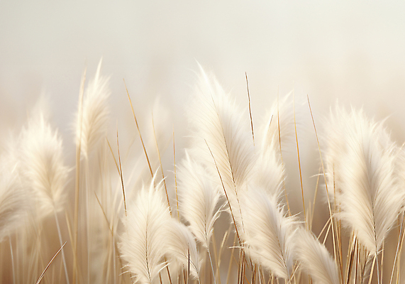 JPG 편집이미지 자연 풍경 사람없음 가을 베이지색 팜파스그라스 편집실사 AI포토 AI콘텐츠 식물 계절 컬러 CG 생태계 파일형식