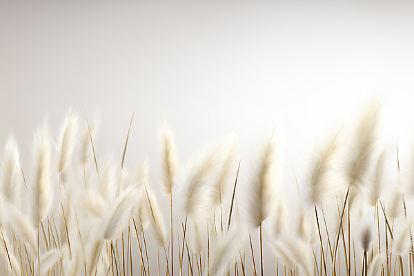 JPG 편집이미지 자연 풍경 사람없음 가을 흰색 팜파스그라스 편집실사 AI포토 AI콘텐츠 식물 계절 컬러 CG 생태계 파일형식