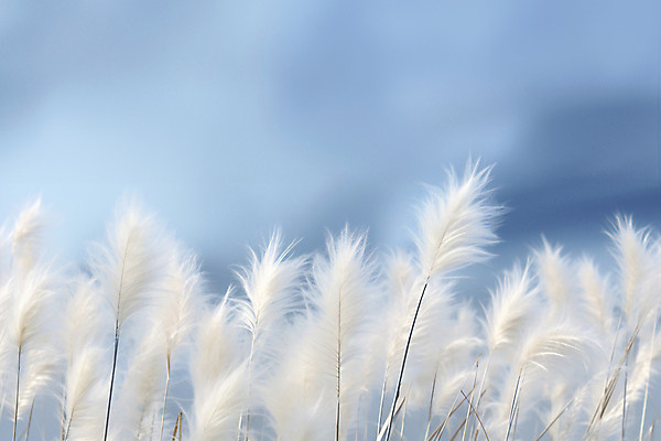JPG 편집이미지 자연 풍경 사람없음 파란색 가을 팜파스그라스 편집실사 AI포토 AI콘텐츠 식물 계절 컬러 CG 생태계 파일형식
