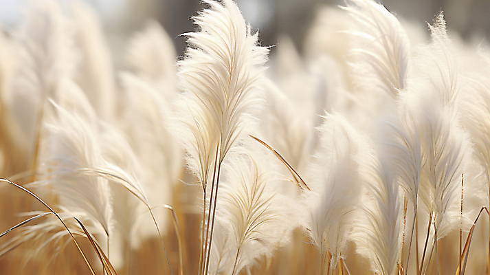 JPG 편집이미지 자연 풍경 사람없음 가을 베이지색 팜파스그라스 편집실사 AI포토 AI콘텐츠 식물 계절 컬러 CG 생태계 파일형식