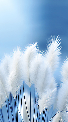 JPG 편집이미지 자연 풍경 사람없음 파란색 가을 팜파스그라스 편집실사 AI포토 AI콘텐츠 식물 계절 컬러 CG 생태계 파일형식