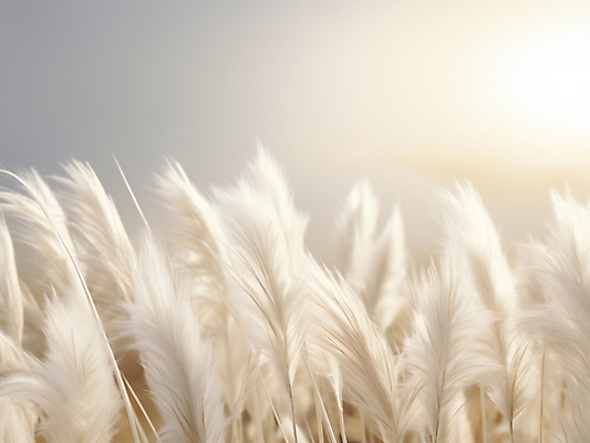 JPG 편집이미지 자연 풍경 사람없음 가을 베이지색 팜파스그라스 편집실사 AI포토 AI콘텐츠 식물 계절 컬러 CG 생태계 파일형식