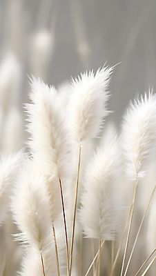 JPG 편집이미지 자연 풍경 사람없음 가을 흰색 팜파스그라스 편집실사 AI포토 AI콘텐츠 식물 계절 컬러 CG 생태계 파일형식