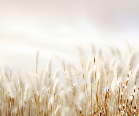 JPG 편집이미지 자연 풍경 사람없음 가을 베이지색 팜파스그라스 편집실사 AI포토 AI콘텐츠 식물 계절 컬러 CG 생태계 파일형식