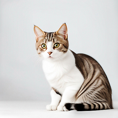 JPG 편집이미지 한마리 실내 앉기 사람없음 반려동물 고양이 코리아숏헤어 반려묘 편집실사 AI포토 AI콘텐츠 동물 1 포유류 모션 내부 CG 파일형식