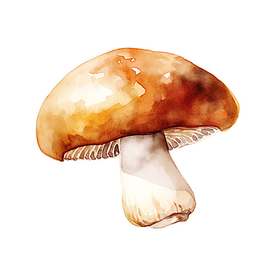 JPG 일러스트 수채화 사람없음 갈색 버섯 가을 국내일러스트 AI일러스트 AI콘텐츠 계절 컬러 파일형식