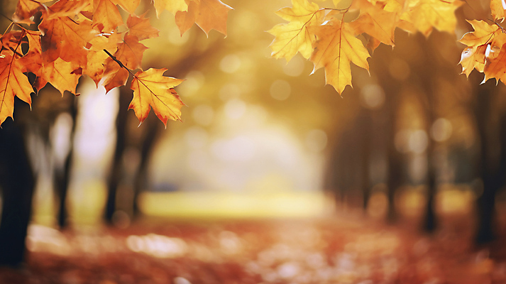 JPG 편집이미지 단풍 낙엽 자연 단풍나무 사람없음 가을풍경 가을 블러 편집실사 AI포토 AI콘텐츠 나무 계절 잎 풍경 CG 생태계 파일형식 가을_계절