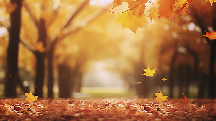 JPG 편집이미지 길 단풍 낙엽 자연 단풍나무 사람없음 가을풍경 가을 땅 블러 편집실사 AI포토 AI콘텐츠 나무 계절 잎 풍경 CG 생태계 파일형식 가을_계절