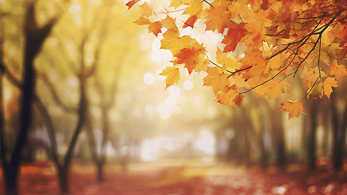 JPG 편집이미지 길 단풍 낙엽 자연 단풍나무 사람없음 빛 반짝임 가을풍경 가을 블러 편집실사 AI포토 AI콘텐츠 나무 계절 잎 모션 풍경 CG 생태계 파일형식 가을_계절