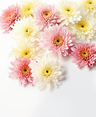 JPG 무료이미지 편집이미지 꽃잎 꽃 분홍색 국화 사람없음 노란색 편집실사 AI포토 AI콘텐츠 식물 컬러 CG 파일형식