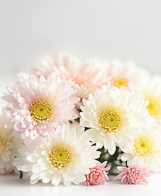 JPG 편집이미지 꽃잎 꽃 꽃다발 국화 사람없음 흰색 편집실사 AI포토 AI콘텐츠 식물 컬러 CG 파일형식