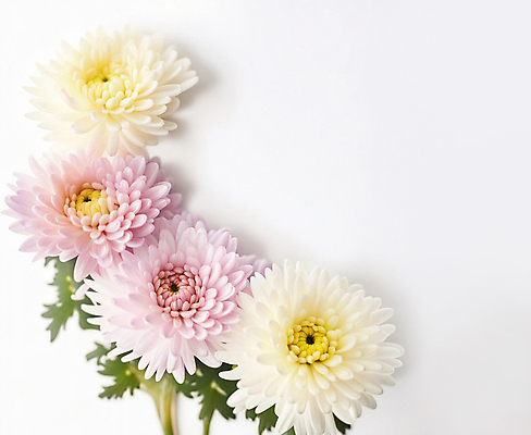 JPG 편집이미지 꽃잎 꽃 분홍색 국화 사람없음 흰색 카피스페이스 편집실사 AI포토 AI콘텐츠 식물 컬러 공백 CG 파일형식