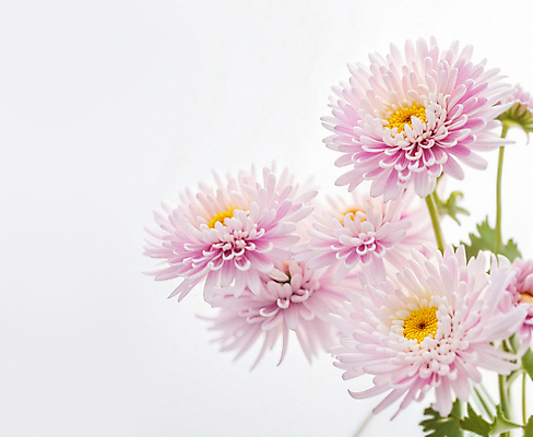 JPG 편집이미지 꽃잎 꽃 분홍색 국화 사람없음 편집실사 AI포토 AI콘텐츠 식물 컬러 CG 파일형식