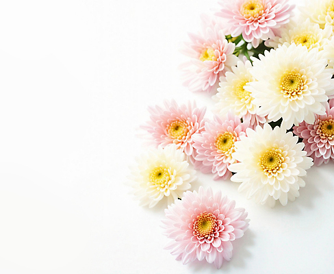 JPG 편집이미지 꽃잎 꽃 분홍색 국화 사람없음 흰색 카피스페이스 편집실사 AI포토 AI콘텐츠 식물 컬러 공백 CG 파일형식