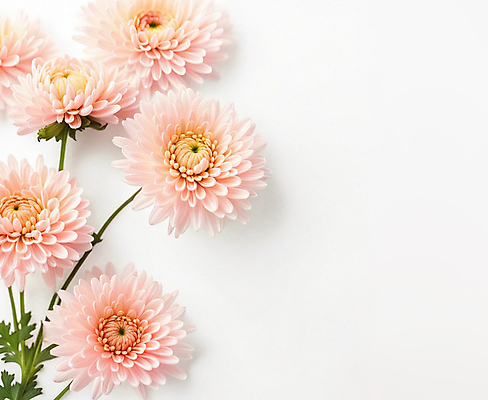 JPG 편집이미지 꽃잎 꽃 분홍색 국화 사람없음 카피스페이스 편집실사 AI포토 AI콘텐츠 식물 컬러 공백 CG 파일형식