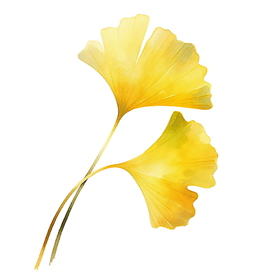 JPG 낙엽 잎 일러스트 수채화 사람없음 노란색 가을 오브젝트 은행잎 엘리먼트 국내일러스트 AI일러스트 AI콘텐츠 식물 계절 컬러 파일형식