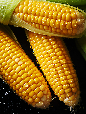 JPG 편집이미지 옥수수 근접촬영 사람없음 노란색 젖음 물방울 수분 옥수수껍질 편집실사 AI포토 AI콘텐츠 뷰포인트 컬러 곡류 껍질 CG 파일형식