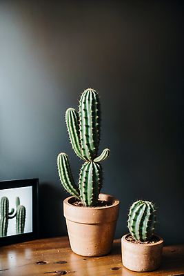 JPG 편집이미지 화분 액자 선인장 실내 사람없음 나무탁자 선인장화분 편집실사 AI포토 AI콘텐츠 식물 탁자 내부 CG 파일형식