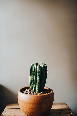 JPG 편집이미지 화분 선인장 실내 사람없음 나무탁자 선인장화분 편집실사 AI포토 AI콘텐츠 식물 탁자 내부 CG 파일형식