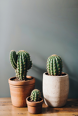 JPG 편집이미지 화분 선인장 실내 사람없음 나무탁자 선인장화분 편집실사 AI포토 AI콘텐츠 식물 탁자 내부 CG 파일형식