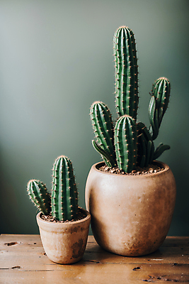 JPG 편집이미지 화분 선인장 실내 사람없음 나무탁자 선인장화분 편집실사 AI포토 AI콘텐츠 식물 탁자 내부 CG 파일형식