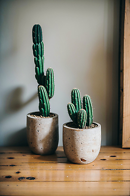 JPG 편집이미지 화분 선인장 실내 사람없음 나무탁자 선인장화분 편집실사 AI포토 AI콘텐츠 식물 탁자 내부 CG 파일형식