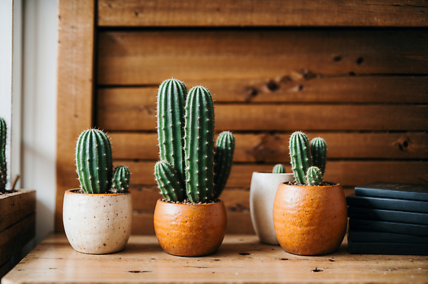 JPG 편집이미지 화분 선인장 실내 사람없음 나무탁자 선인장화분 편집실사 AI포토 AI콘텐츠 식물 탁자 내부 CG 파일형식