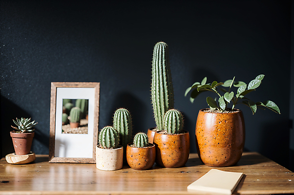 JPG 편집이미지 화분 액자 선인장 실내 사람없음 책 풀 나무탁자 선인장화분 편집실사 AI포토 AI콘텐츠 식물 탁자 내부 CG 파일형식