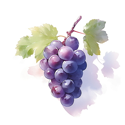 JPG 과일 일러스트 포도 여름음식 수채화 사람없음 여름 보라색 오브젝트 포도잎 국내일러스트 AI일러스트 AI콘텐츠 계절 음식 컬러 잎 파일형식 여름_계절