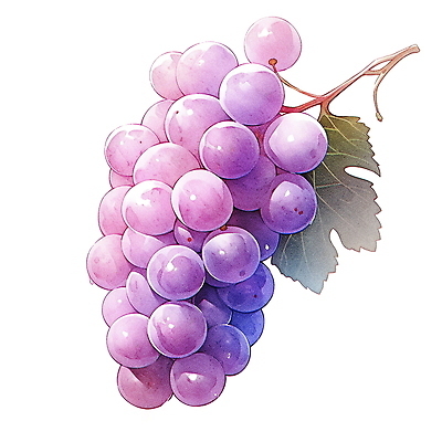 JPG 과일 일러스트 포도 나뭇잎 여름음식 수채화 사람없음 여름 보라색 오브젝트 국내일러스트 AI일러스트 AI콘텐츠 계절 음식 컬러 잎 파일형식 여름_계절