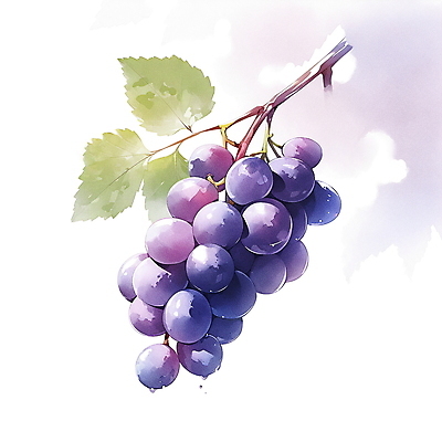 JPG 과일 일러스트 포도 여름음식 수채화 사람없음 여름 보라색 오브젝트 포도잎 국내일러스트 AI일러스트 AI콘텐츠 계절 음식 컬러 잎 파일형식 여름_계절