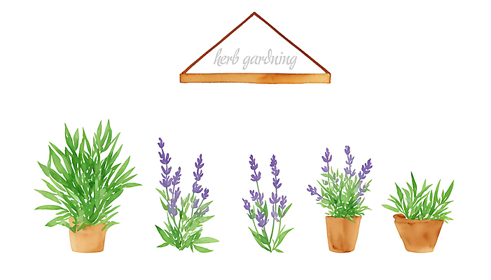 PSD 화분 일러스트 붓터치 수채화 선반 사람없음 풀 허브 원예 번짐 라벤더 국내일러스트 식물 꽃 가구 취미 파일형식 효과