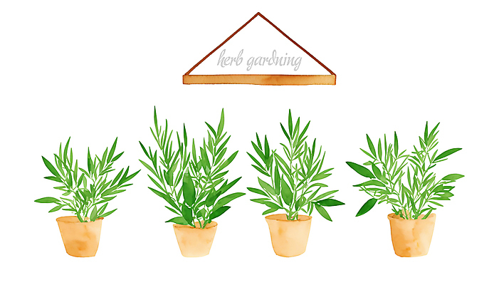 PSD 화분 일러스트 붓터치 수채화 선반 사람없음 풀 허브 원예 번짐 로즈메리 국내일러스트 식물 가구 취미 파일형식 효과